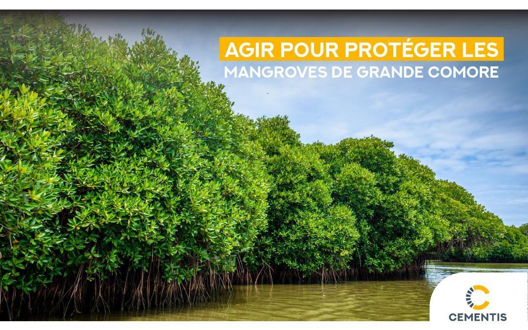 Cementis Comores : Agir pour protéger les mangroves de Grande Comore