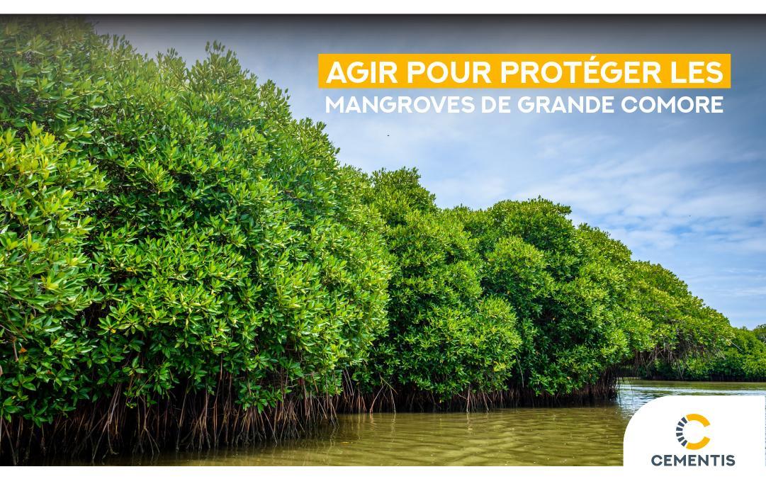 Cementis Comores : Agir pour protéger les mangroves de Grande Comore